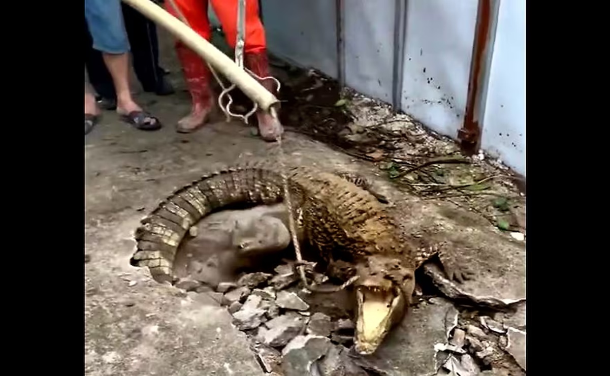 ¡Ni 1, ni 2... 3! Escuchaban “ruidos extraños” en una acera y al romperla hallaron cocodrilos en Indonesia