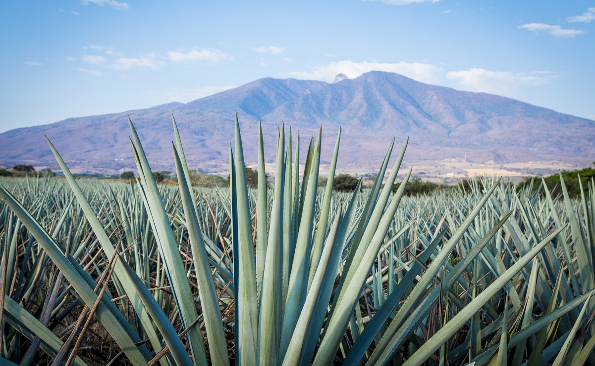 10 cosas que no sabías sobre el tequila