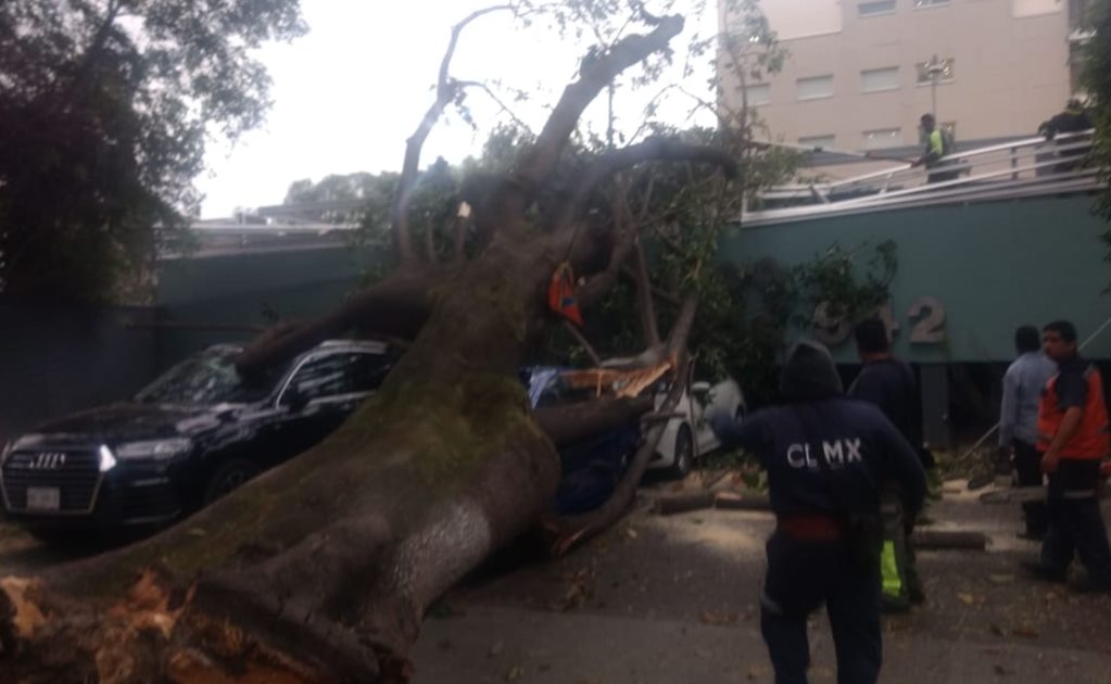 Lluvias en la CDMX dejan al menos 5 árboles caídos 