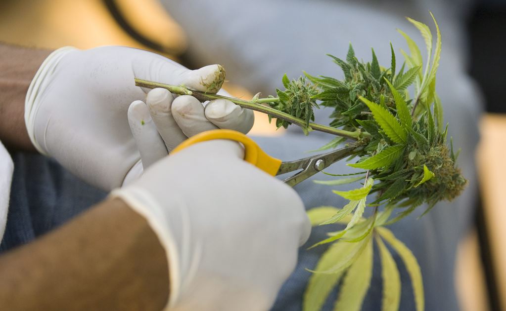 Morena propondrá ley para regular comercialmente la marihuana