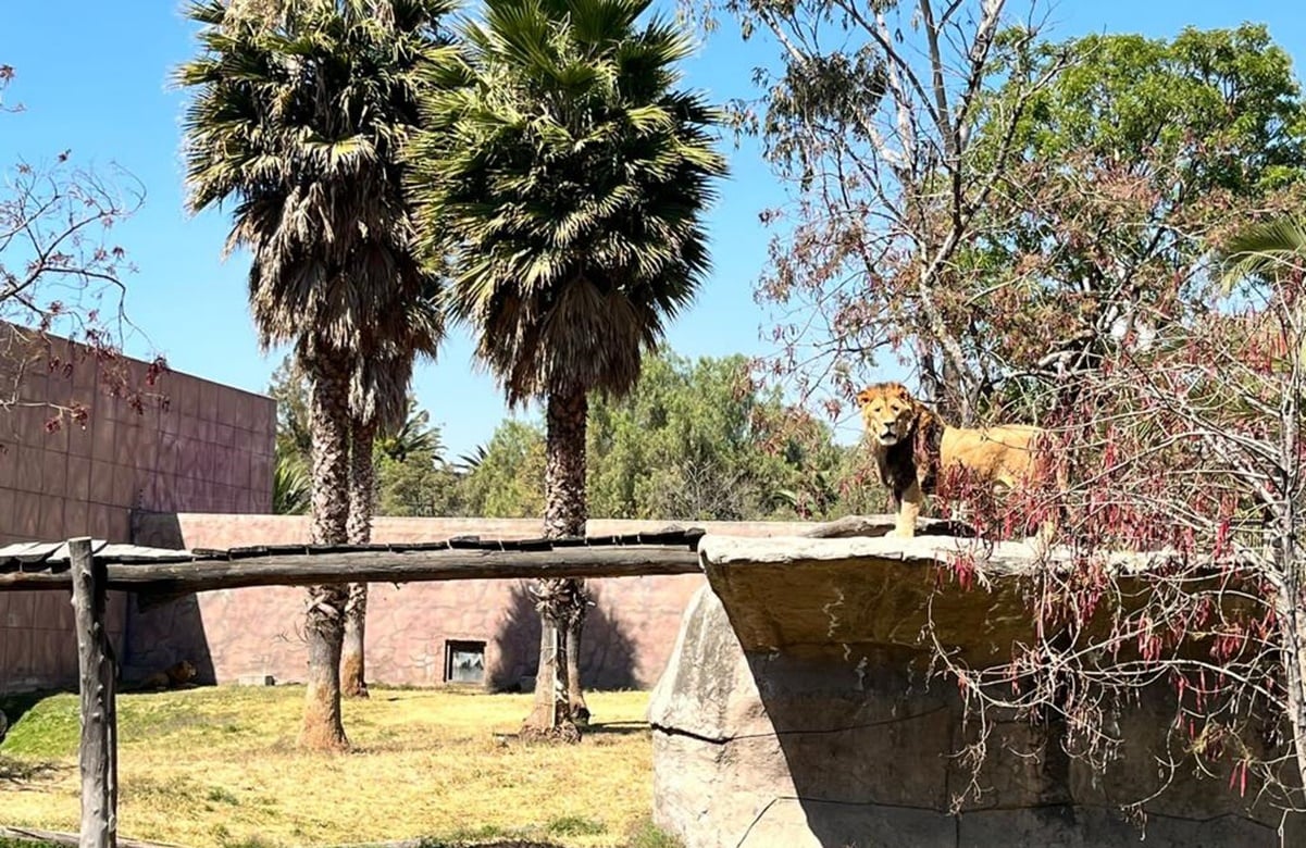Irreconocibles: Así lucen los leones rescatados y rehabilitados en el zoológico de Aragón, VIDEO