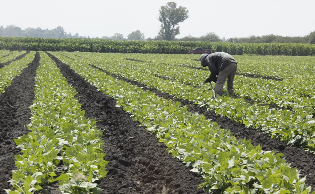 Con o sin TLCAN, productores del campo seguirán generando: Sagarpa 