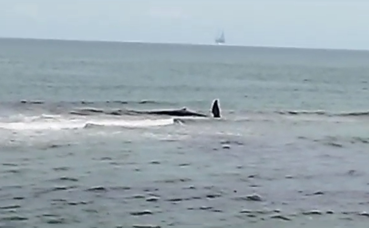 Muere ballena tras encallar en costas de Cárdenas, Tabasco