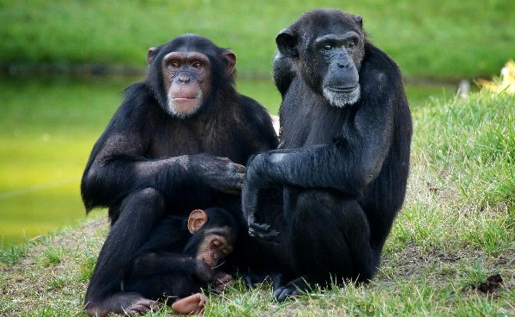 Documentan caso de canibalismo a chimpancé recién nacido