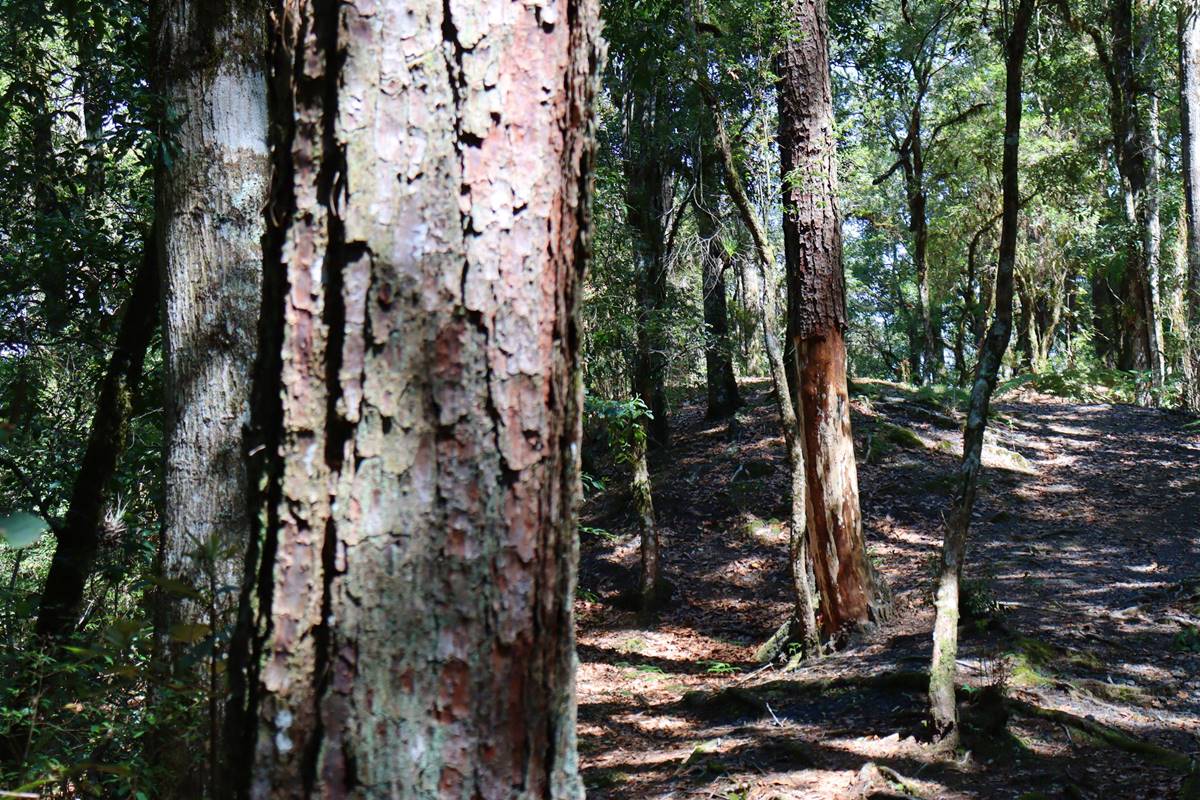Conoce El Hayal, el bosque de haya mexicana más grande del país