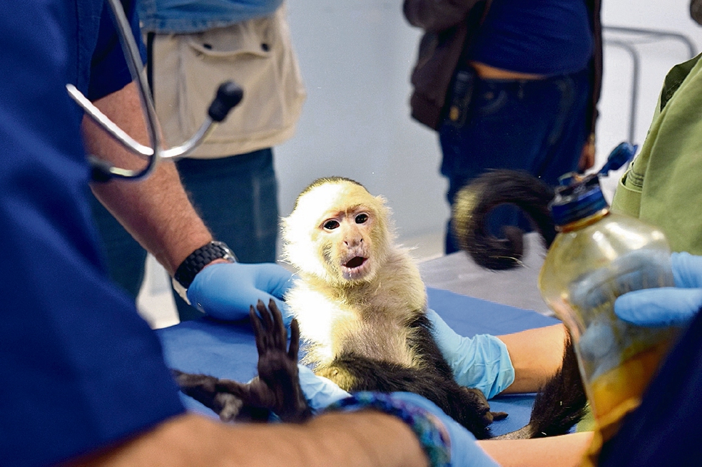 Mejora y gana peso mono capuchino de Reforma 