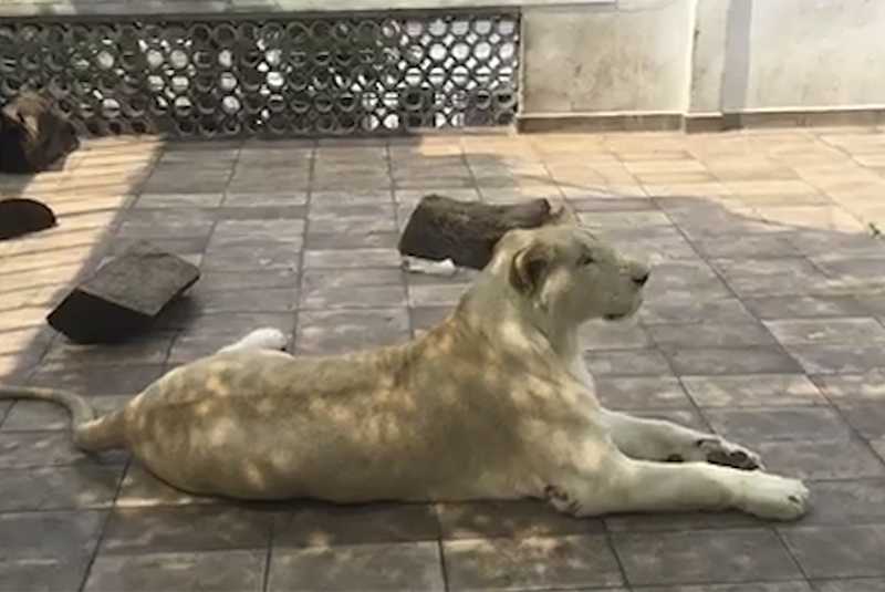 Aseguran tres leones albinos en Iztacalco