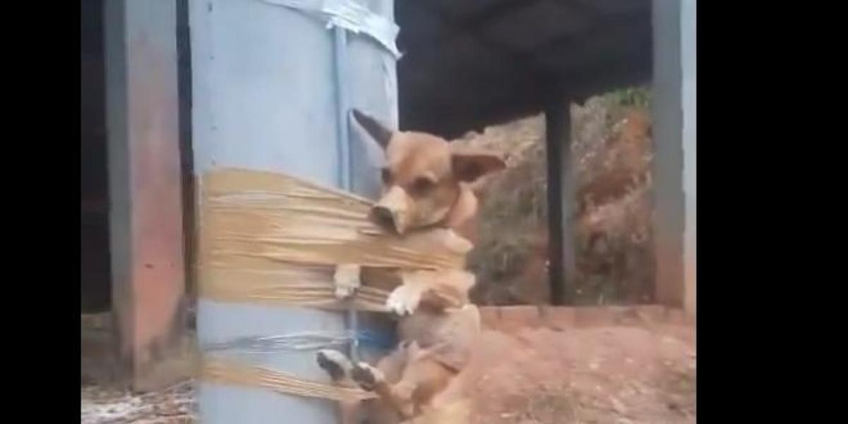 VIDEO: Hombre encinta a perrito a un poste por hacer sus necesidades frente a su casa