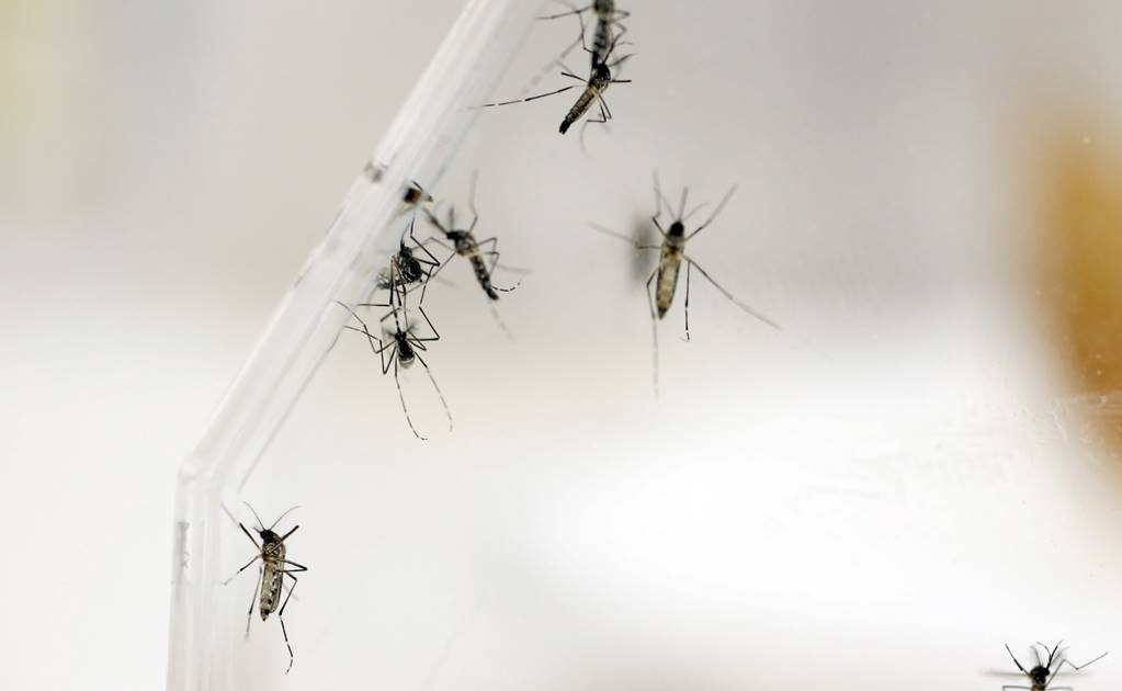 Zika se propaga por América; se teme vínculo con microcefalia