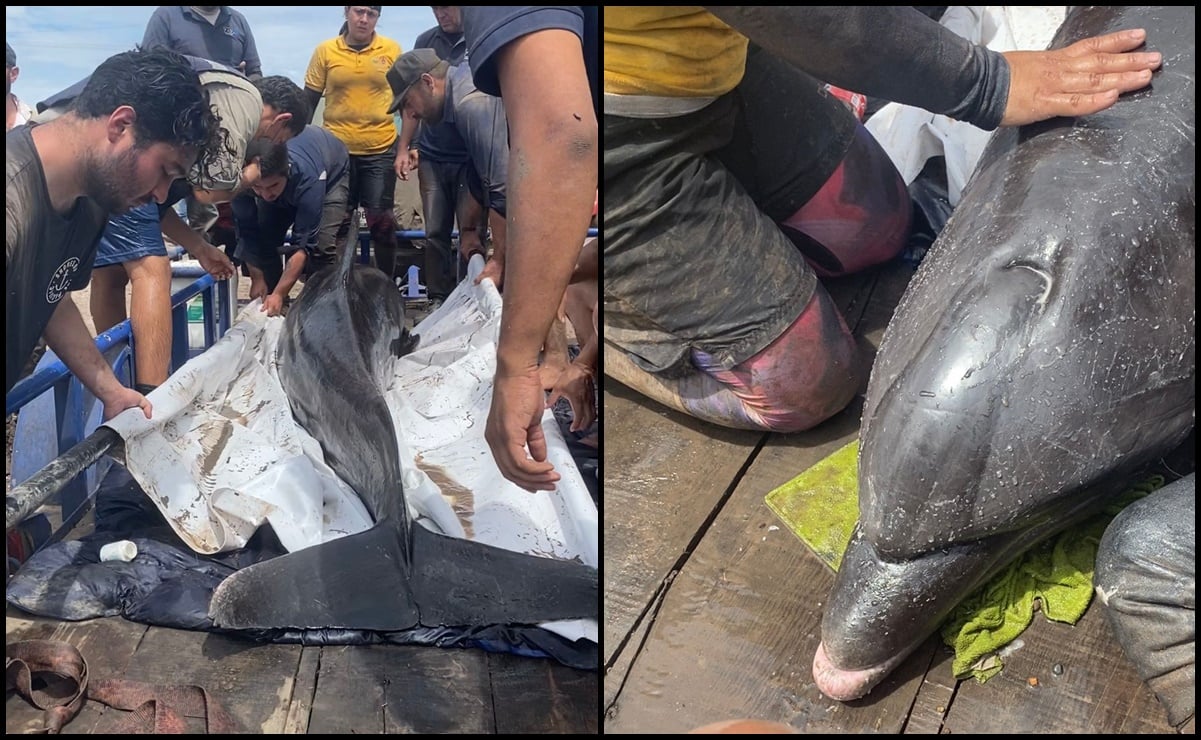 Rescatan a primer delfín atrapado en canal de cultivo en Sinaloa