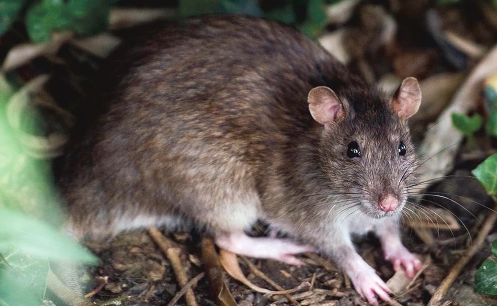 Posponen campaña para eliminar ratas en Cuauhtémoc por quejas vecinales