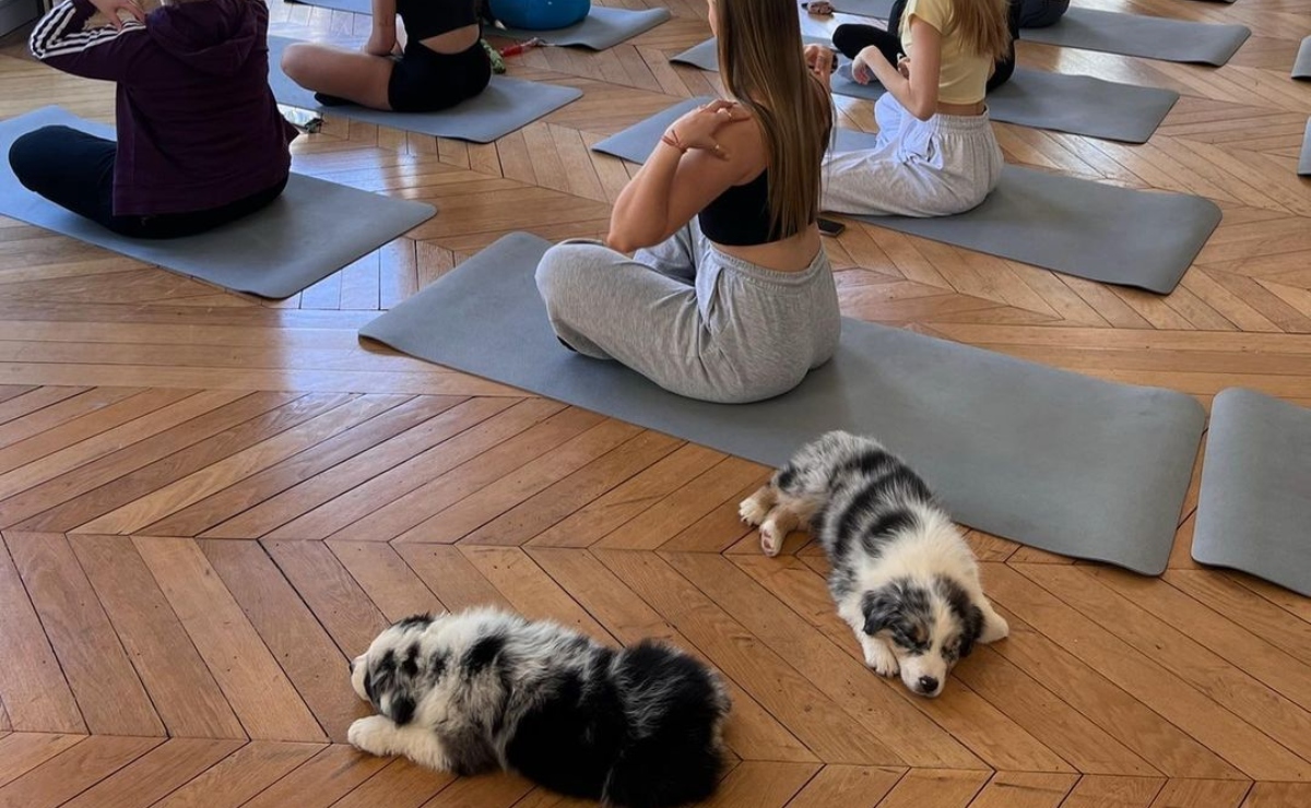 Italia prohíbe yoga con perritos tras informes de presunto maltrato animal