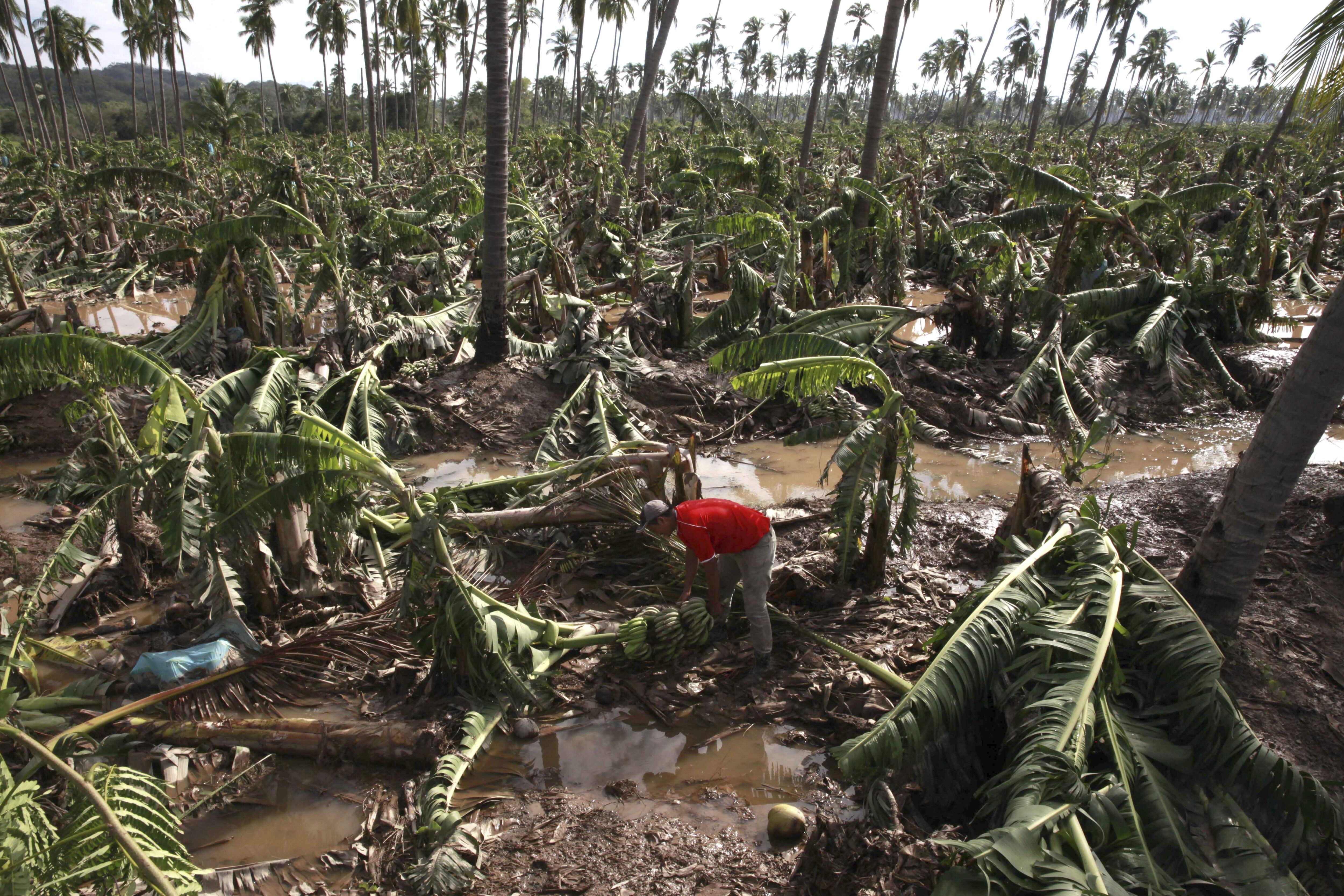 Cubrirán seguros daños a la agricultura causados por “Patricia”