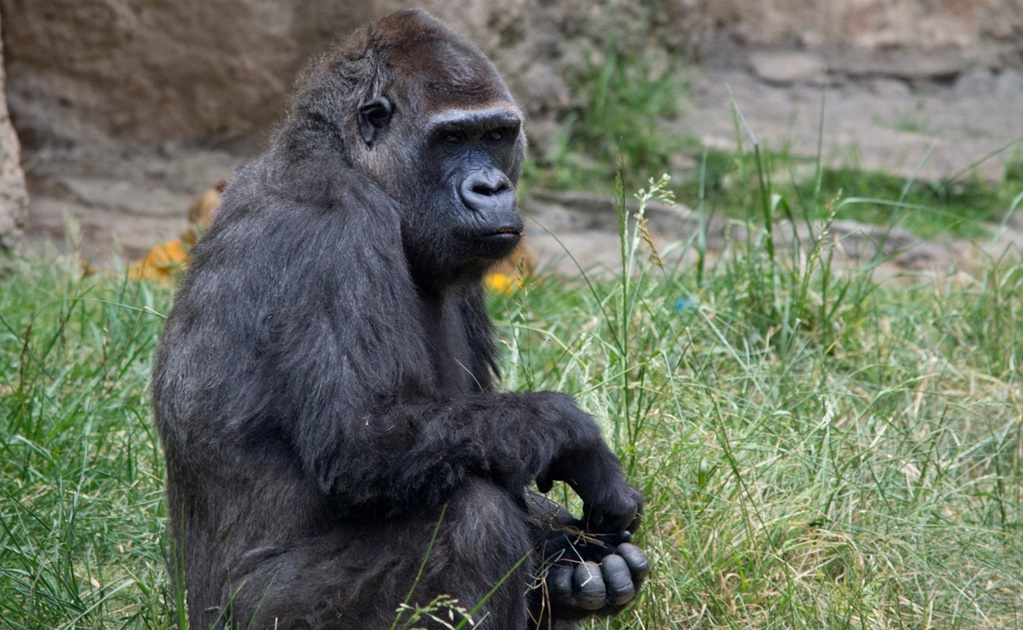 Muere la gorila Arila, viuda de Bantú, en Zacango