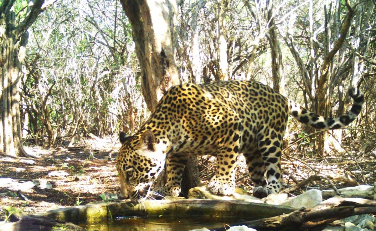 Especialistas monitorean especies en la Reserva de la Biósfera de Ría Lagartos, Yucatán