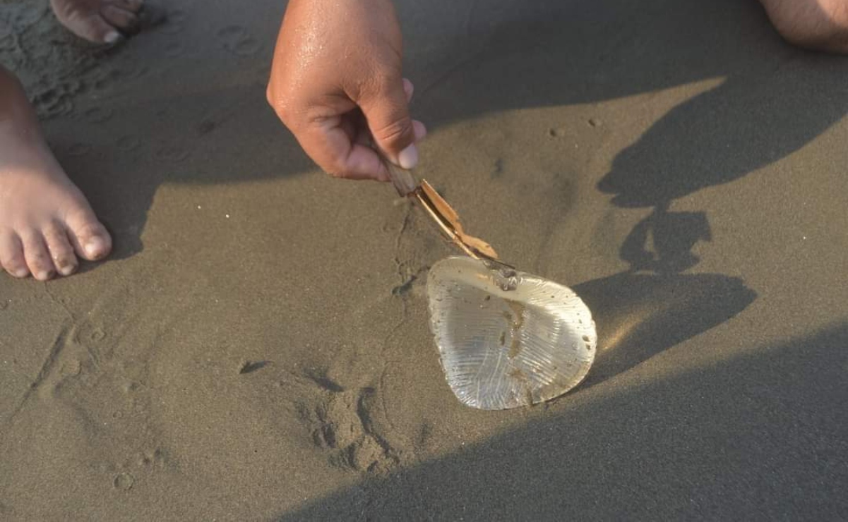 Viral: creyeron haber encontrado una rara medusa… resultó ser un implante