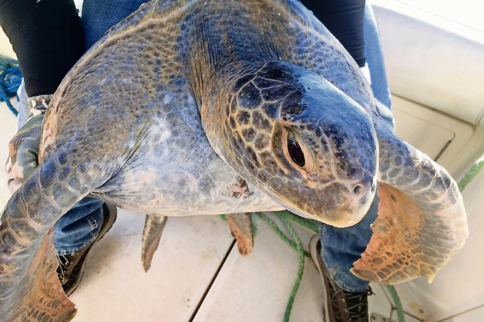  Profepa rescata tortuga marina atrapada en red 
