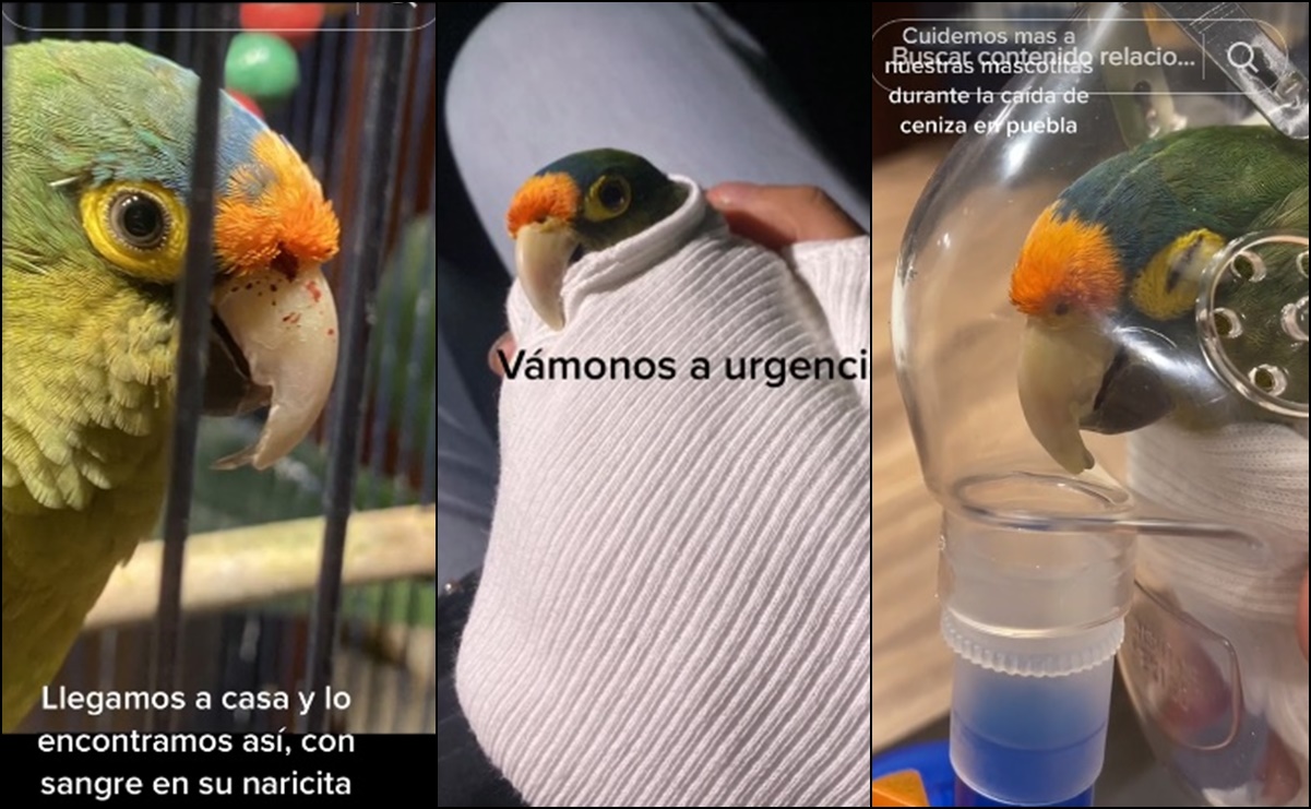 Conoce a "Coquito", el periquito que enfermó por la ceniza del volcán Popocatépetl