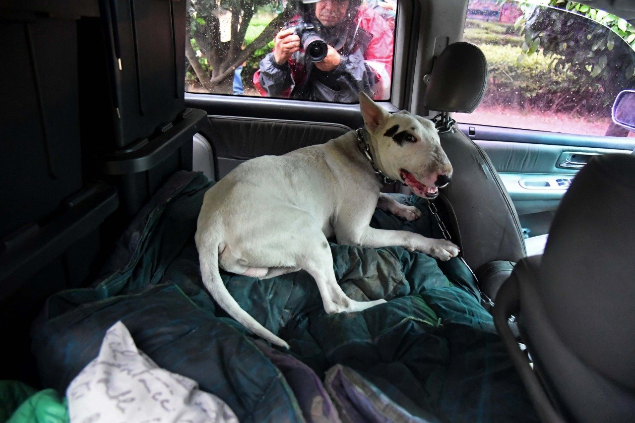 Abandonan a Bull terrier inglés dentro de camioneta en colonia Del Valle