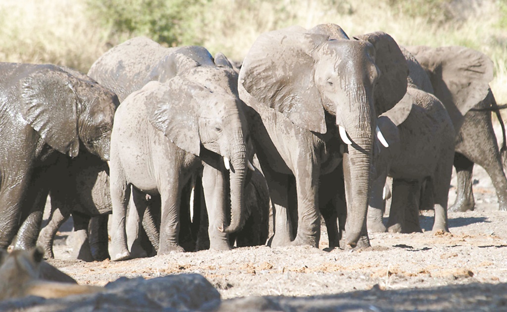 Turista alemana muere aplastada por elefantes en Zimbabue 