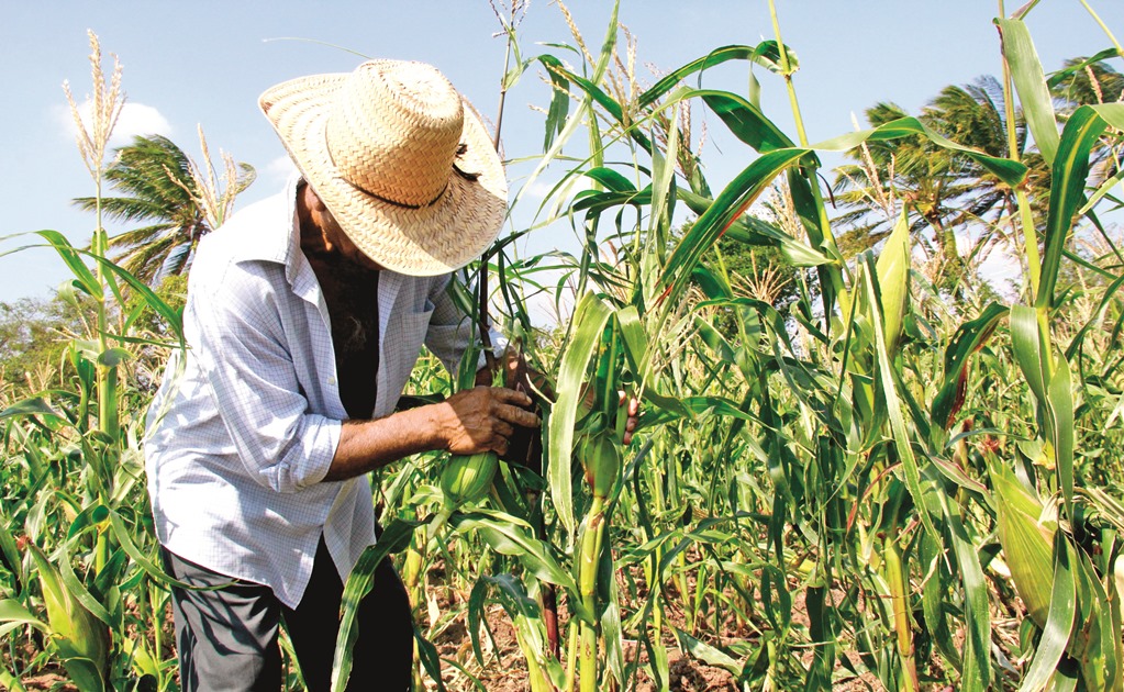 Gobierno de Sinaloa llama a productores de maíz a liberar carreteras