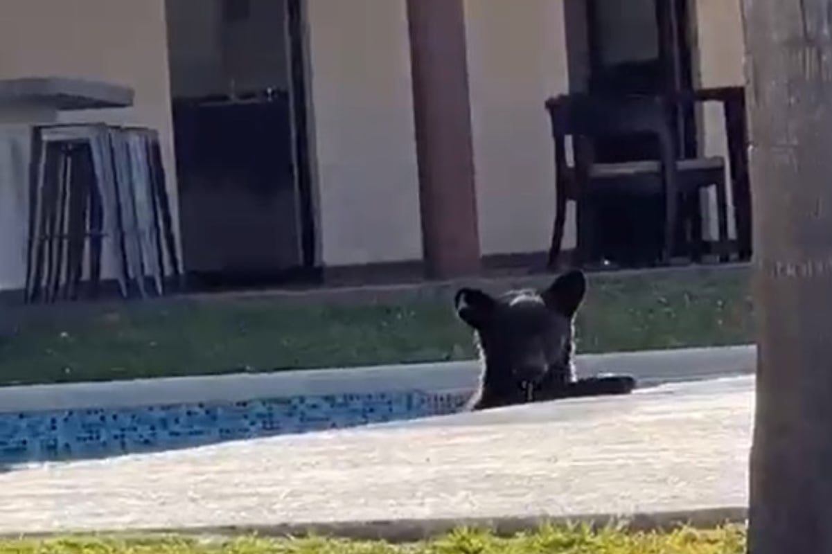 ¡Quién fuera oso! Captan a uno refrescándose en alberca de casa en Monterrey: VIDEO 