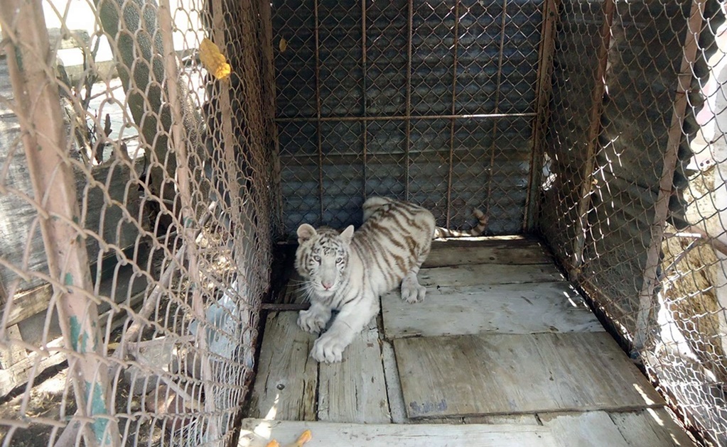 Reubican a felinos en zoológicos de Querétaro y Guanajuato