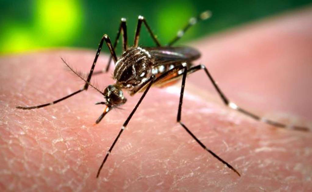Brasil: virus del Zika causa microcefalia en bebés