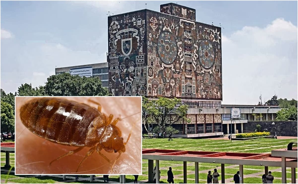 UNAM encuentra una chinche en sus instalaciones; reitera que no hay ninguna plaga