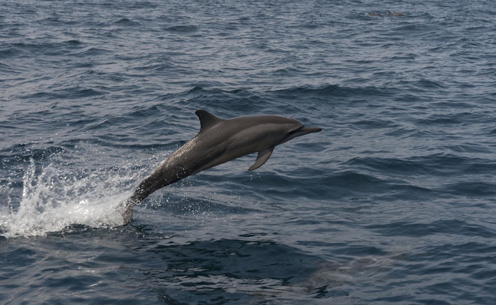 Mexico enlists dolphins to help endangered tiny porpoise