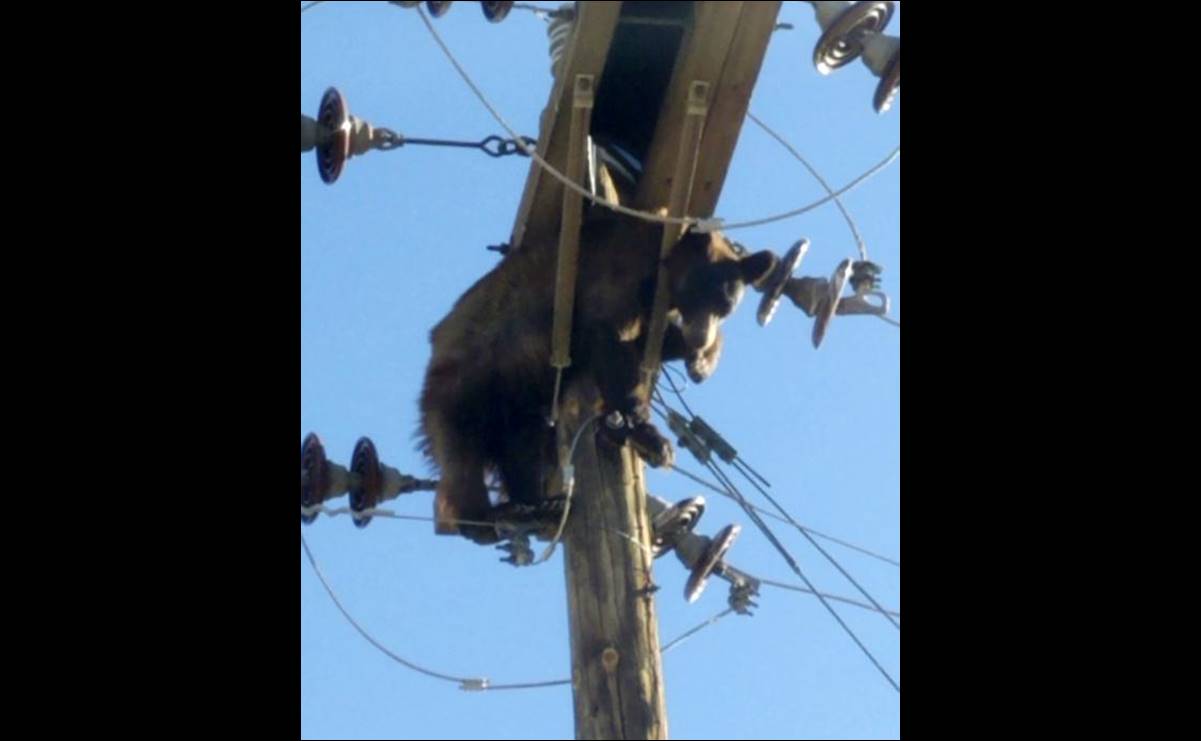 Captan a oso enredado en poste de electricidad en Arizona, Estados Unidos