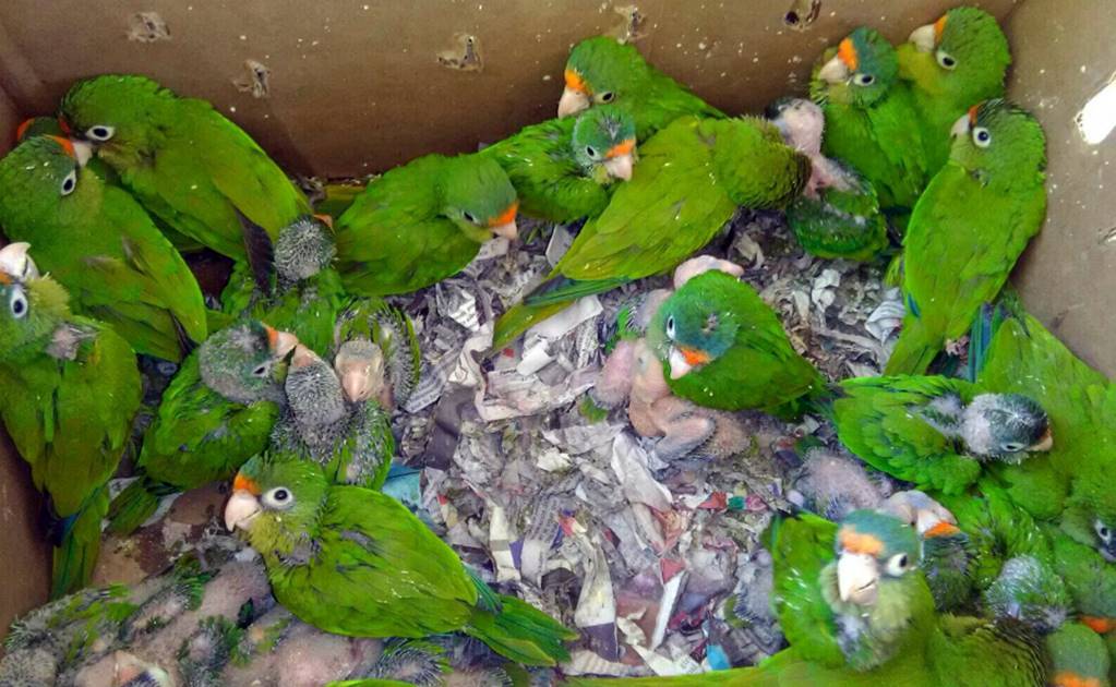 Aseguran 50 crías de pericos en carretera de Baja California