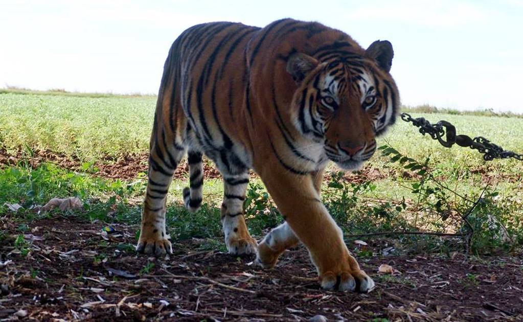 Matan a tigre de bengala que escapó en Coyuca