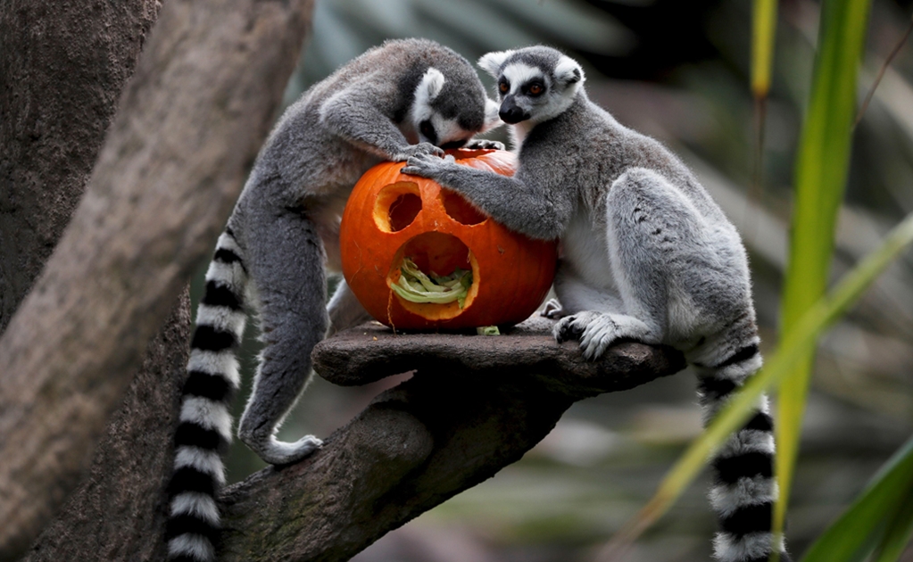 Animales en zoológico de Guatemala celebran Halloween 