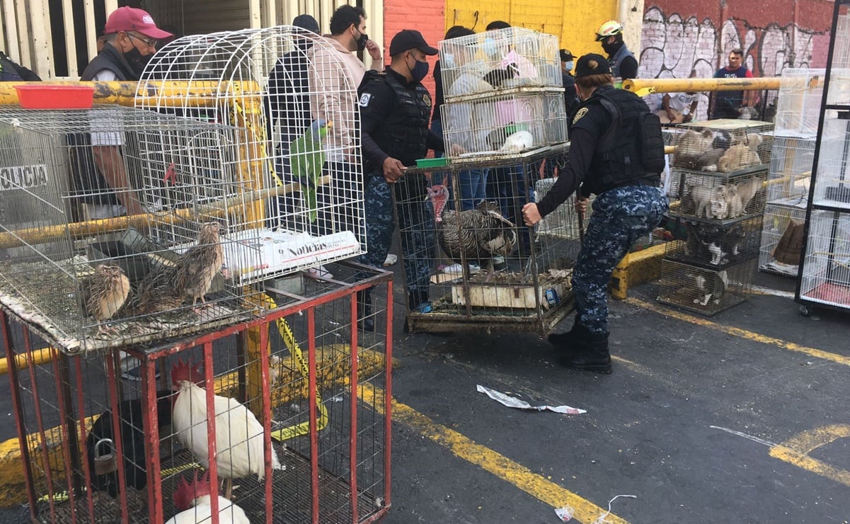 Hambrientos y sedientos, animales rescatados tras incendio en mercado Sonora 