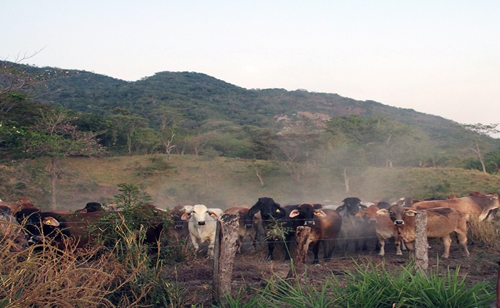 Detectan más de 6 mil cabezas de ganado con tuberculosis en Chiapas
