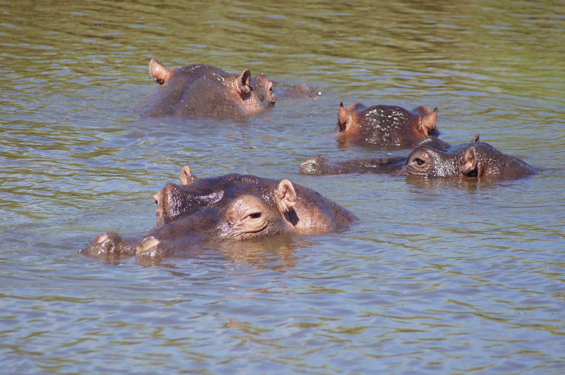 Corte en EU declara "personas jurídicas" a hipopótamos de Escobar para evitar su castración