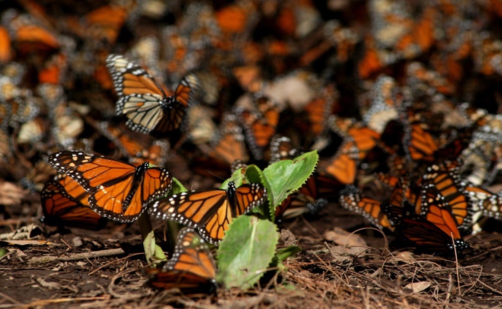 Monarch butterfly swarms