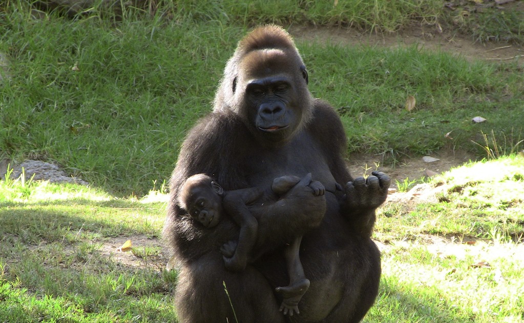 Así reaccionan chimpancés y gorilas ante una cámara