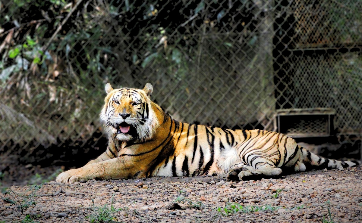 Muere “Braulio”, tigre de bengala resguardado desde 2007 en área natural protegida de Tabasco