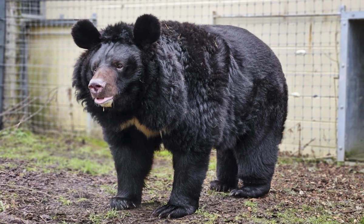 Detectan gusanos en el cerebro de seis personas que comieron carne de oso