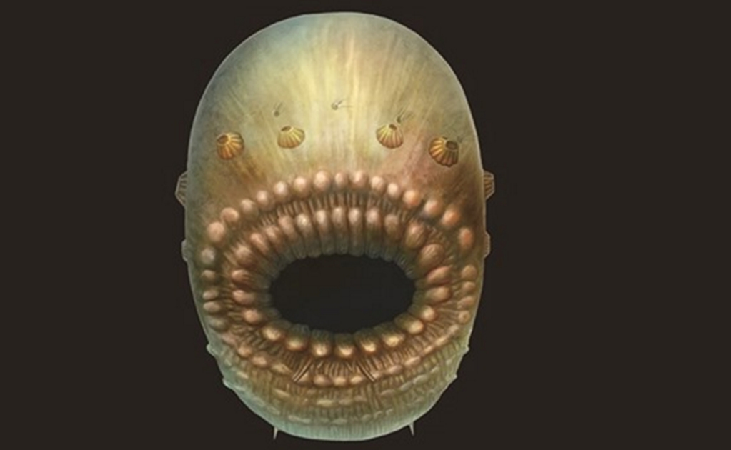 Una criatura marina pudo ser el primer abuelo del ser humano