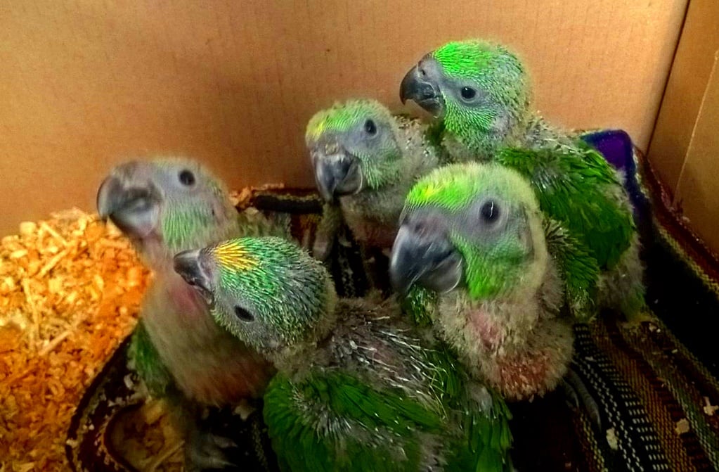 Profepa decomisa 5 loros nuca amarilla y 4 urracas copetona cara blanca