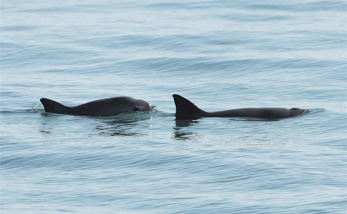 Gobierno reitera compromiso para proteger a especies marinas en extinción