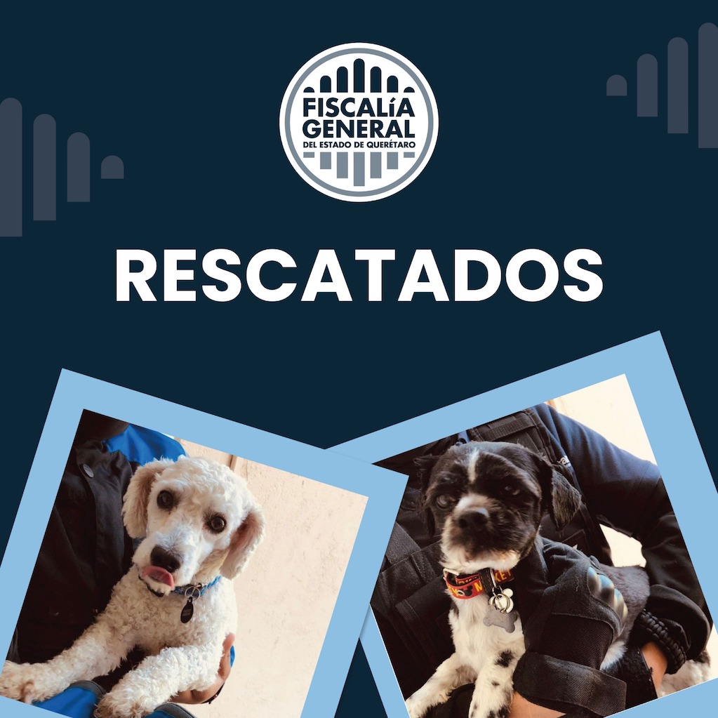 Rescatan a perritos en Querétaro; su paseador no quería regresarlos 