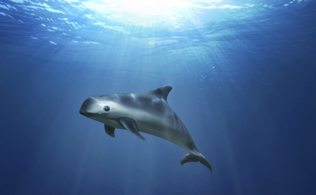 Mexico allowed the extinction of the vaquita 