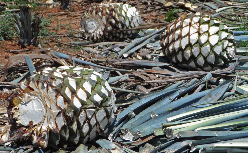 Mexican researchers produce activated carbon from agave