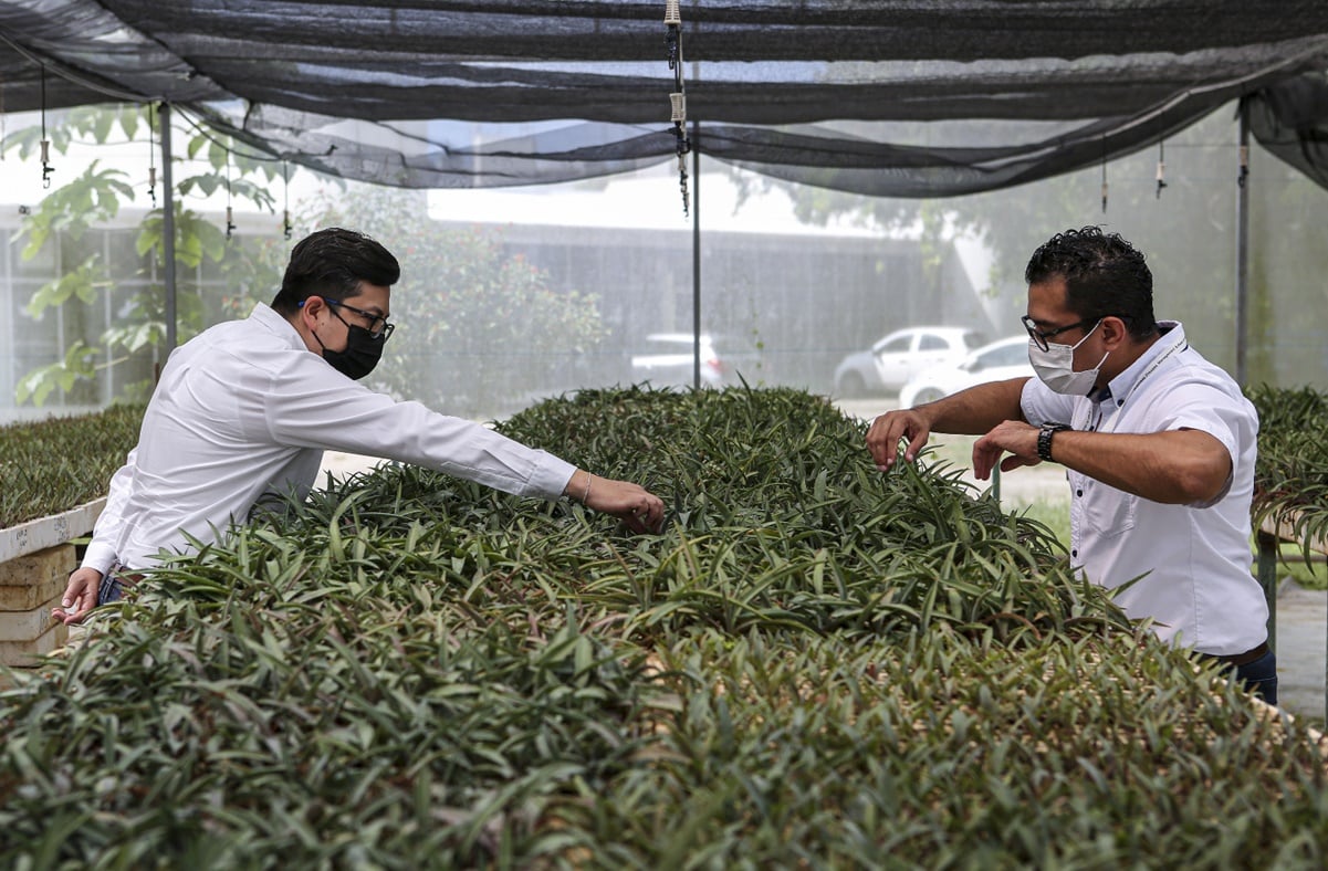 Con agave, científicos mexicanos rescatan el "oro verde" 