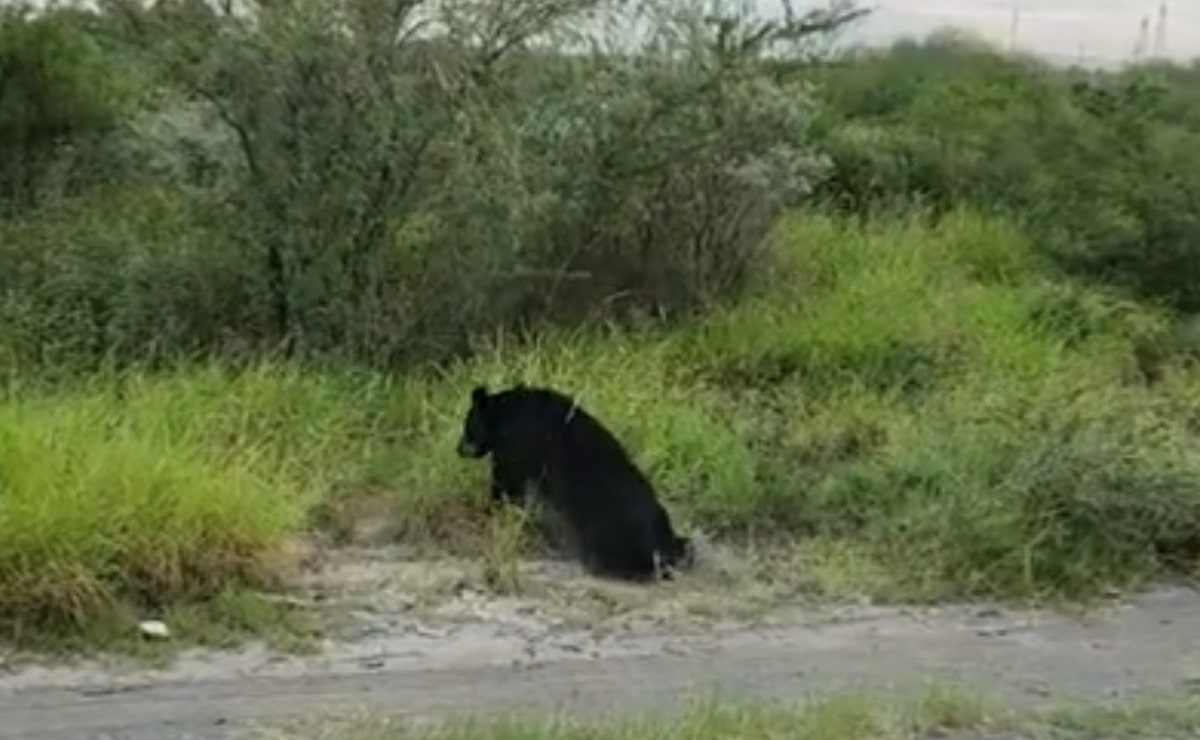 Video. Atropellan a oso en carretera de Nuevo León y conductor huye del lugar