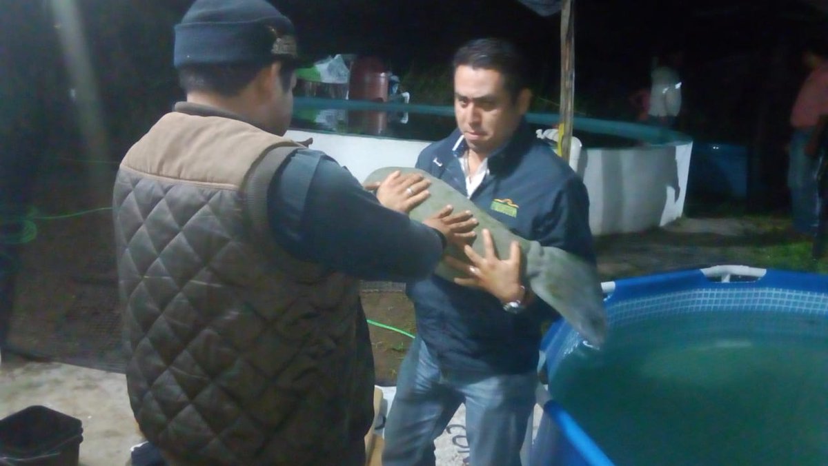 Profepa rescata a dos crías de manatíes en Balancán, Tabasco